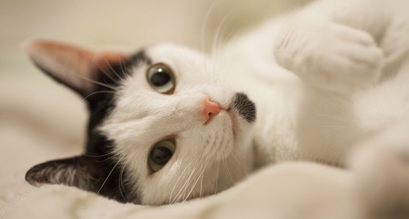 Кошачья мята — неожиданное оружие в борьбе с тараканами Кошачья мята — неожиданное оружие в борьбе с тараканами