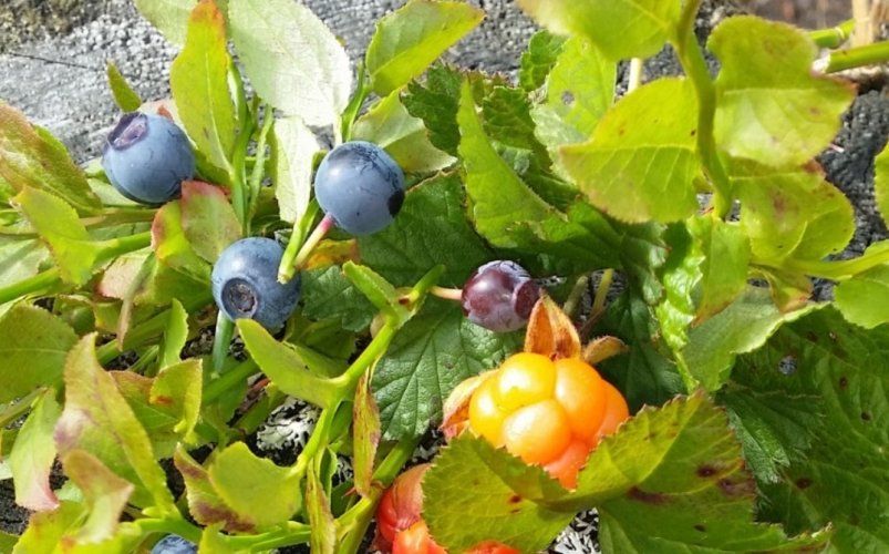Как вырастить голубику и получить богатый урожай: секреты дачников Как вырастить голубику и получить богатый урожай: секреты дачников