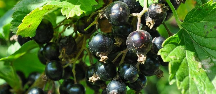 Как увеличить урожай смородины в разы и защитить от вредителей Как увеличить урожай смородины в разы и защитить от вредителей