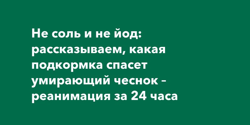Как реанимировать пожелтевший чеснок за сутки: простое и эффективное решение Как реанимировать пожелтевший чеснок за сутки: простое и эффективное решение