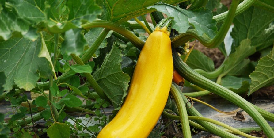 Жареные кабачки: хрустящая корочка и никакой лишней жидкости Жареные кабачки: хрустящая корочка и никакой лишней жидкости