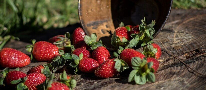 Мульчирование: как защитить урожай и сэкономить время Мульчирование: как защитить урожай и сэкономить время