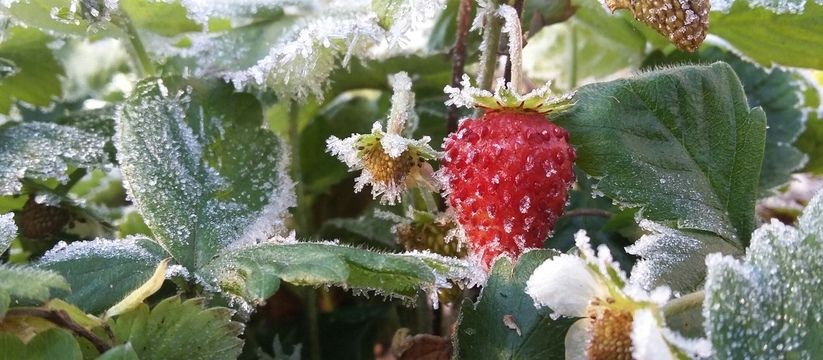 Июньский холод: заморозки и мокрый снег в Сибири и на Урале Июньский холод: заморозки и мокрый снег в Сибири и на Урале