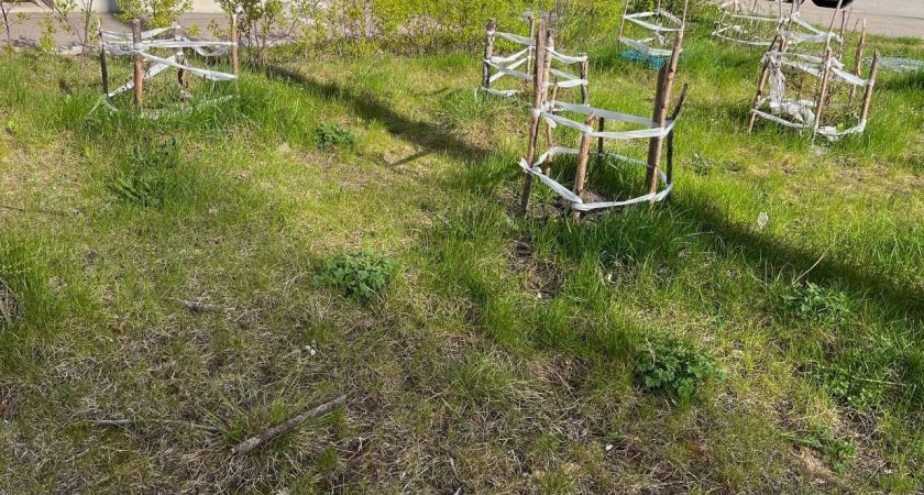 Топ-3 дерева, которые опасно сажать рядом с домом: они могут принести беды и нарушить энергетический баланс Топ-3 дерева, которые опасно сажать рядом с домом: они могут принести беды и нарушить энергетический баланс