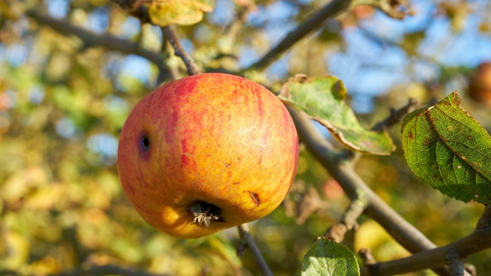 Червивые яблоки: как не испортить все продукты в холодильнике Червивые яблоки: как не испортить все продукты в холодильнике