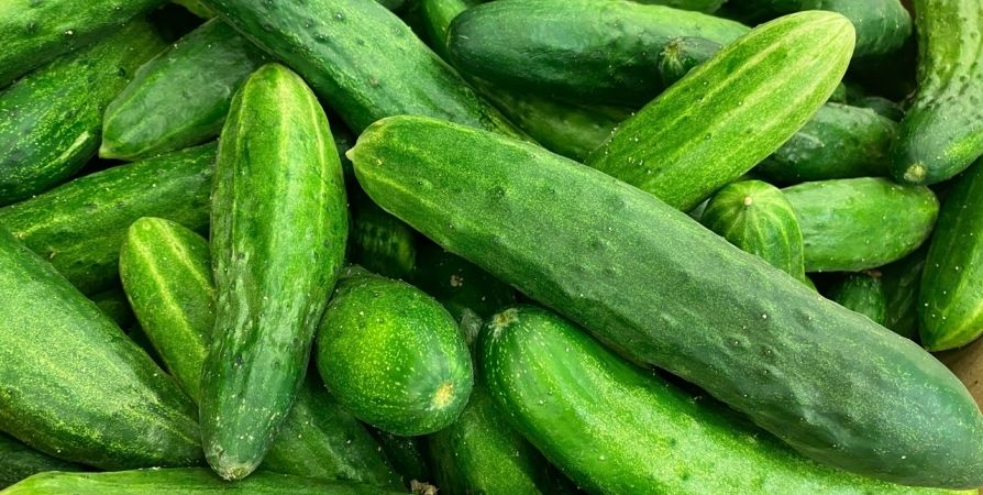 Картофельная кожура — секрет богатого урожая огурцов Картофельная кожура — секрет богатого урожая огурцов