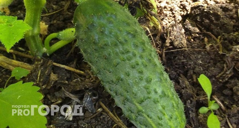 Как увеличить урожай огурцов: секрет с солёной водой Как увеличить урожай огурцов: секрет с солёной водой