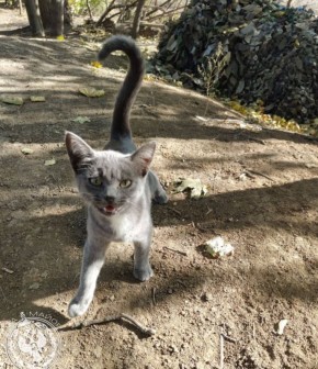 Два майора: Рубрика «Будни солдата»