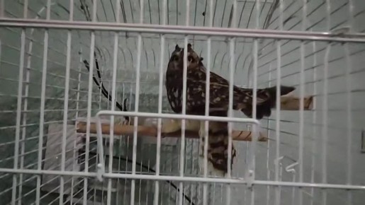 Товарищ Сова у Аида.. Два майора