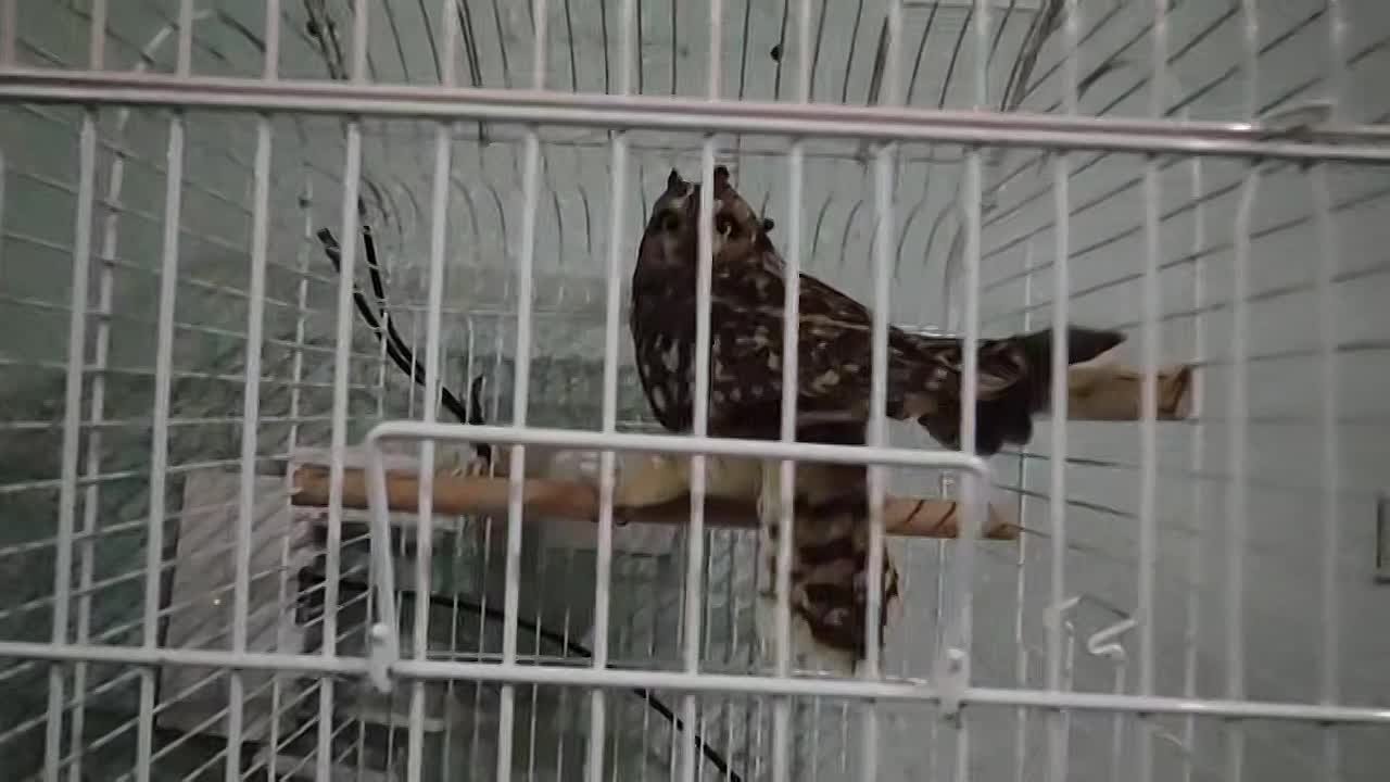 Товарищ Сова у Аида.. Два майора