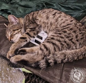 ��� ������: ������� ������ �������